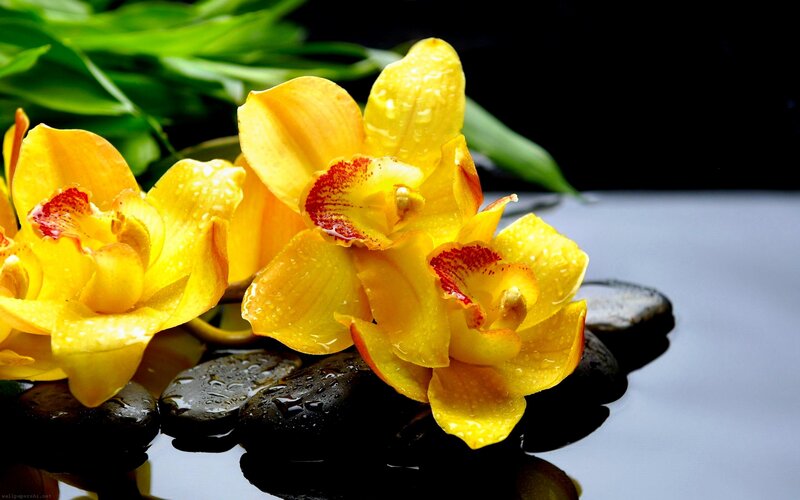 Yellow orchids on wet stones