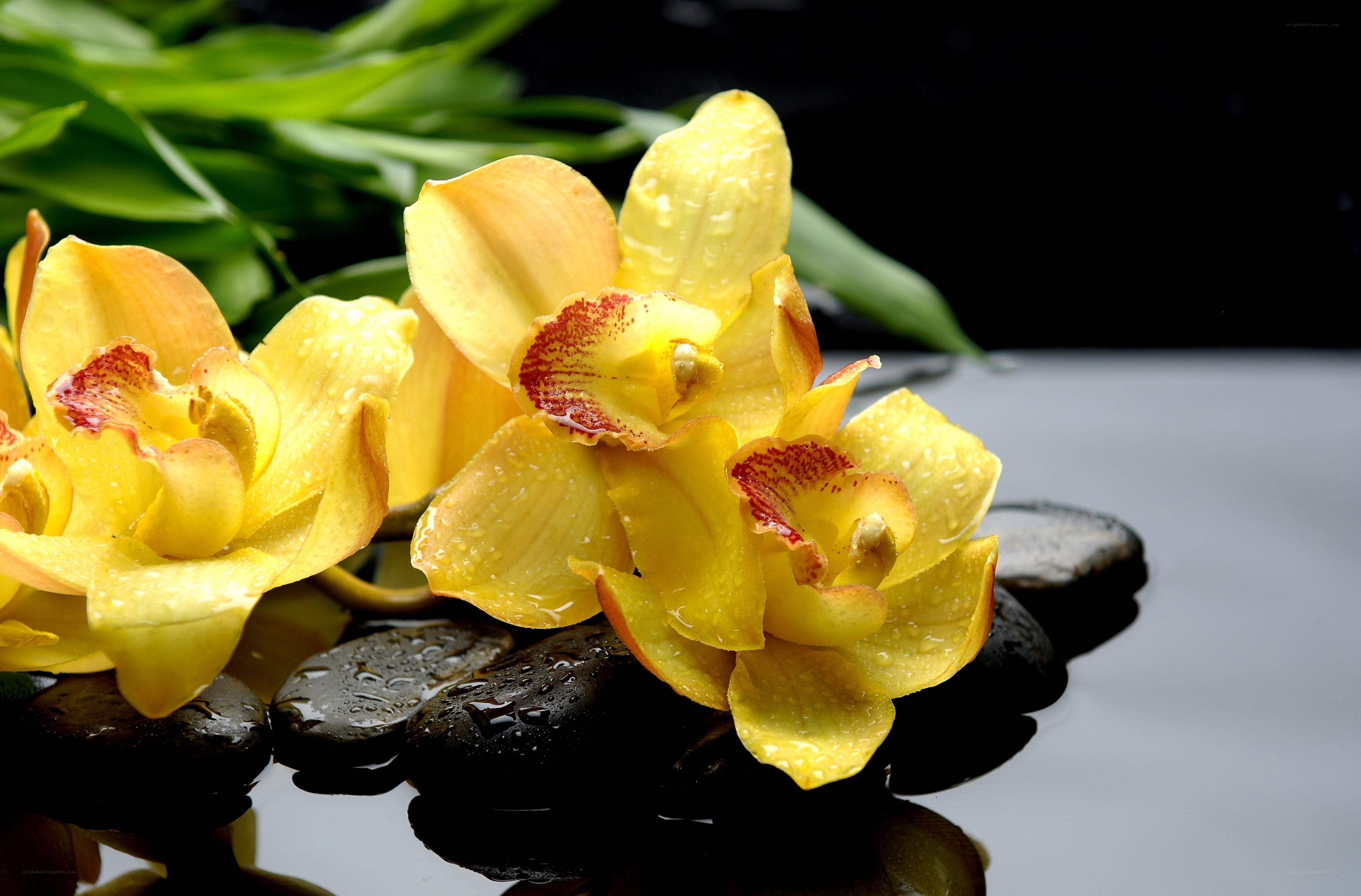 Yellow orchids on wet stones