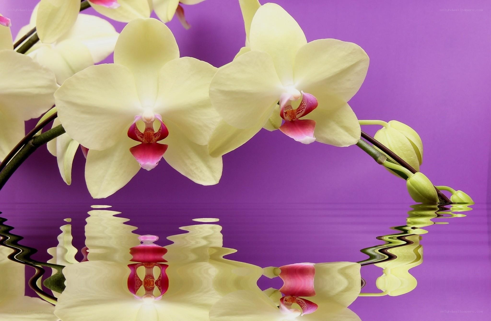 Yellow orchids with purple reflection