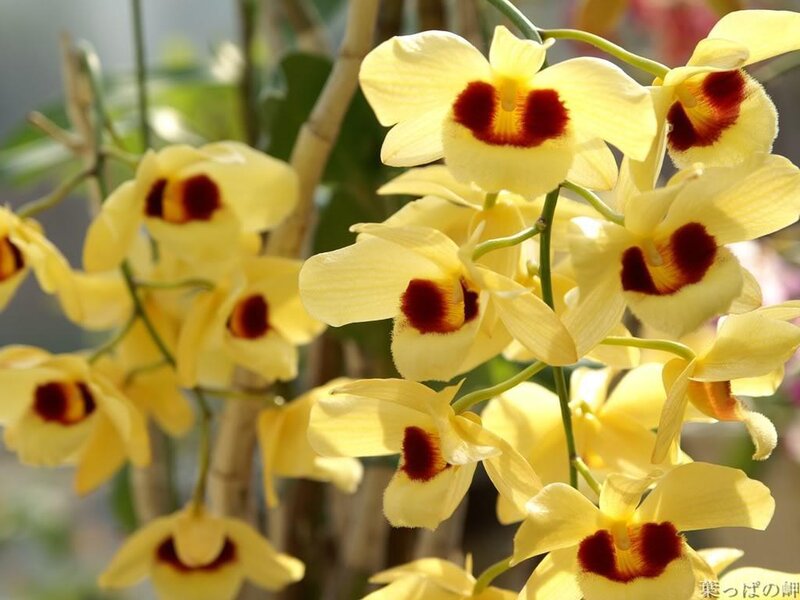 Yellow orchids with red centers