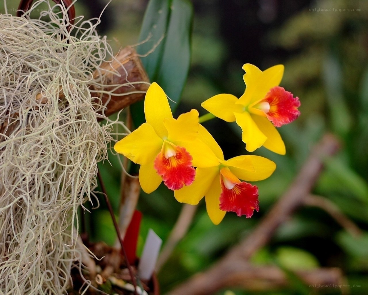 Yellow orchids with red centers