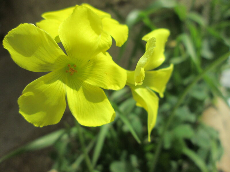Yellow Oxalis Flower