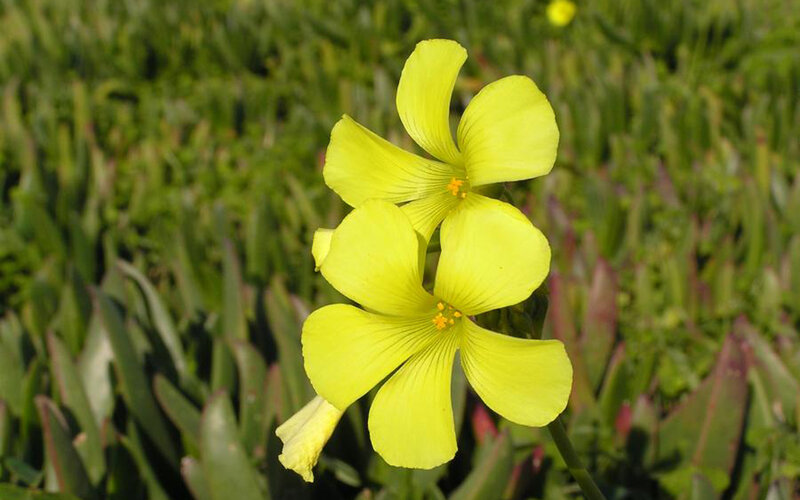 Yellow Oxalis Flowers — Calm, Afternoon