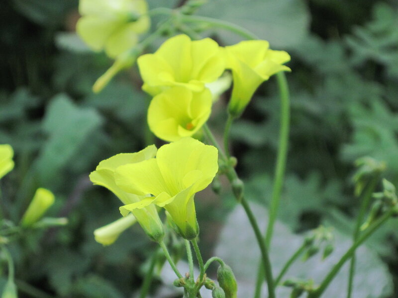 Yellow Oxalis Flowers — Calm