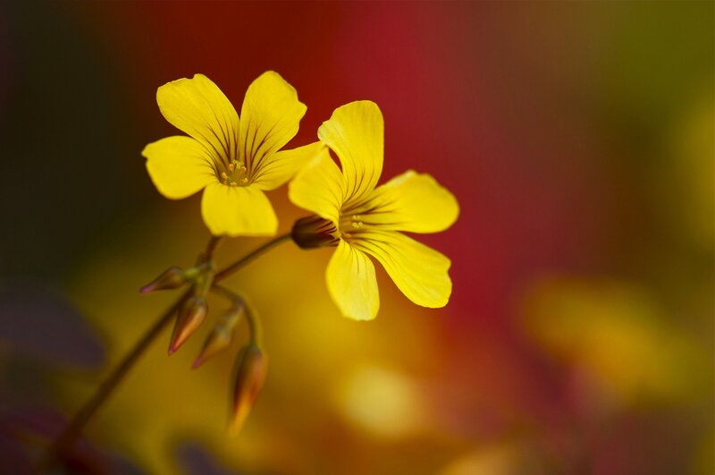 Yellow Oxalis Flowers — Serene, Photograph