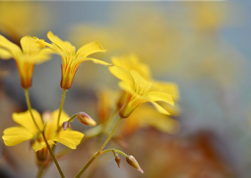 Yellow Oxalis Flowers — Serene