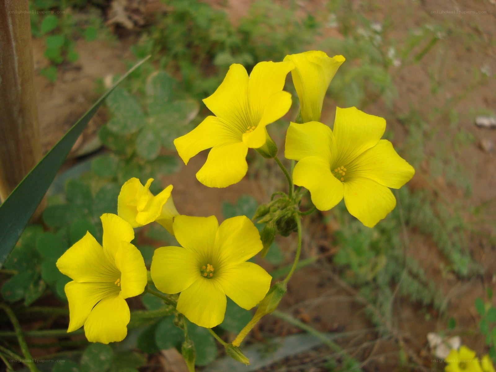 yellow oxalis flowers
