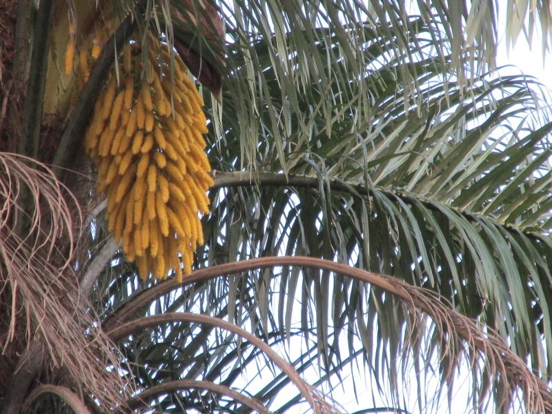 Yellow Palm Flower Cluster — Green