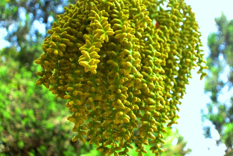 Yellow Palm Flower Cluster