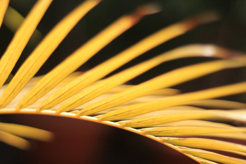 Yellow Palm Frond