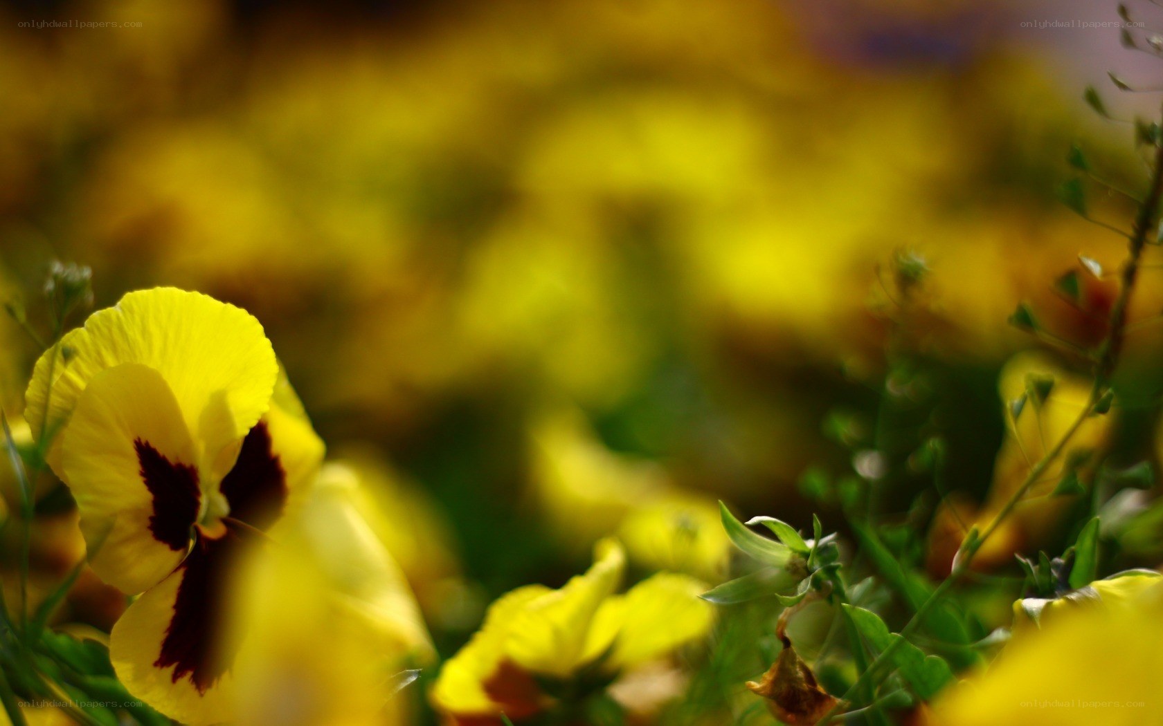 Yellow pansies in a garden