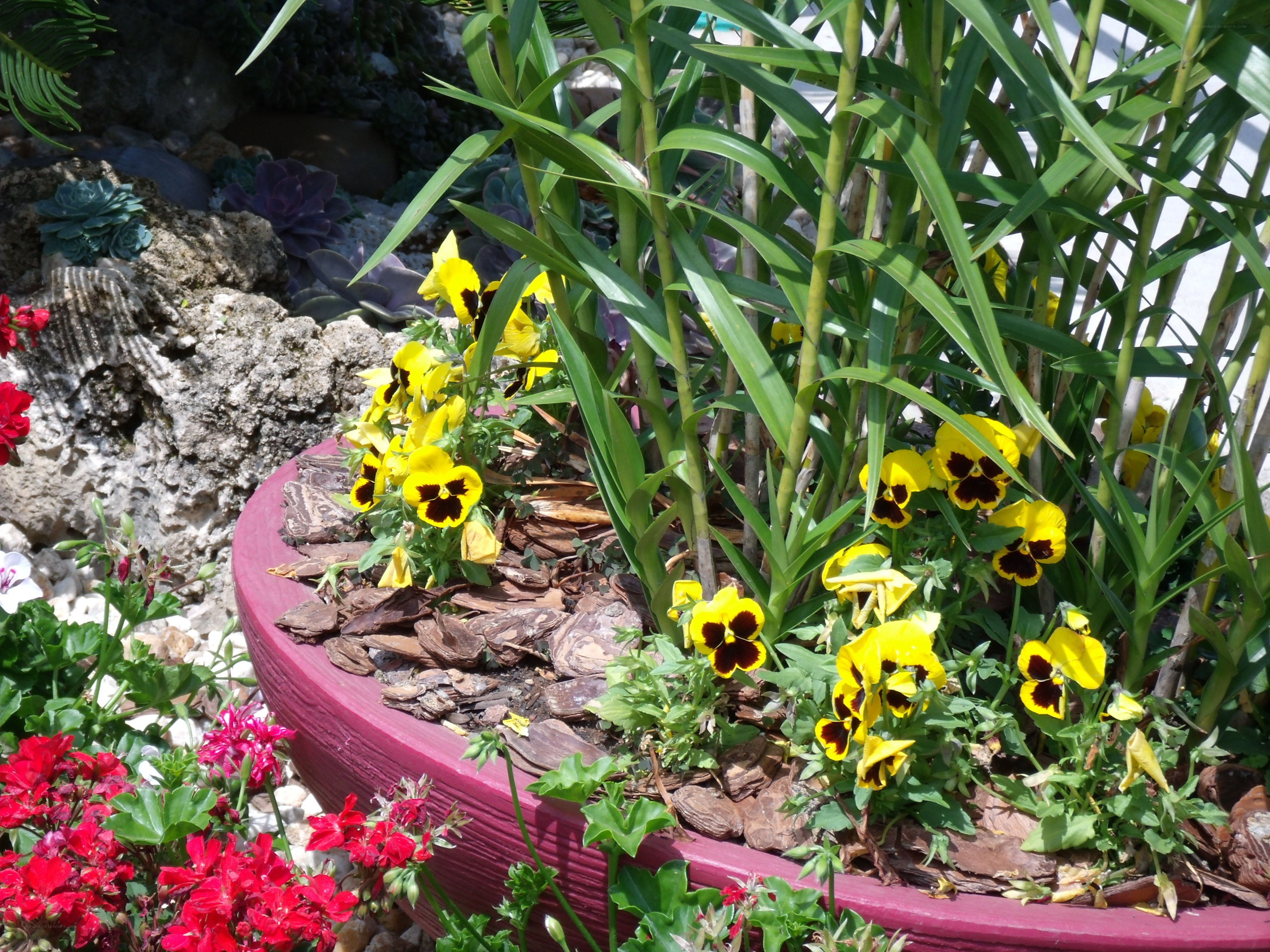 Yellow pansies in a planter