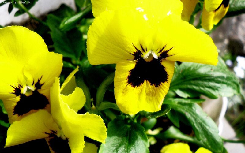 Yellow pansies in bloom