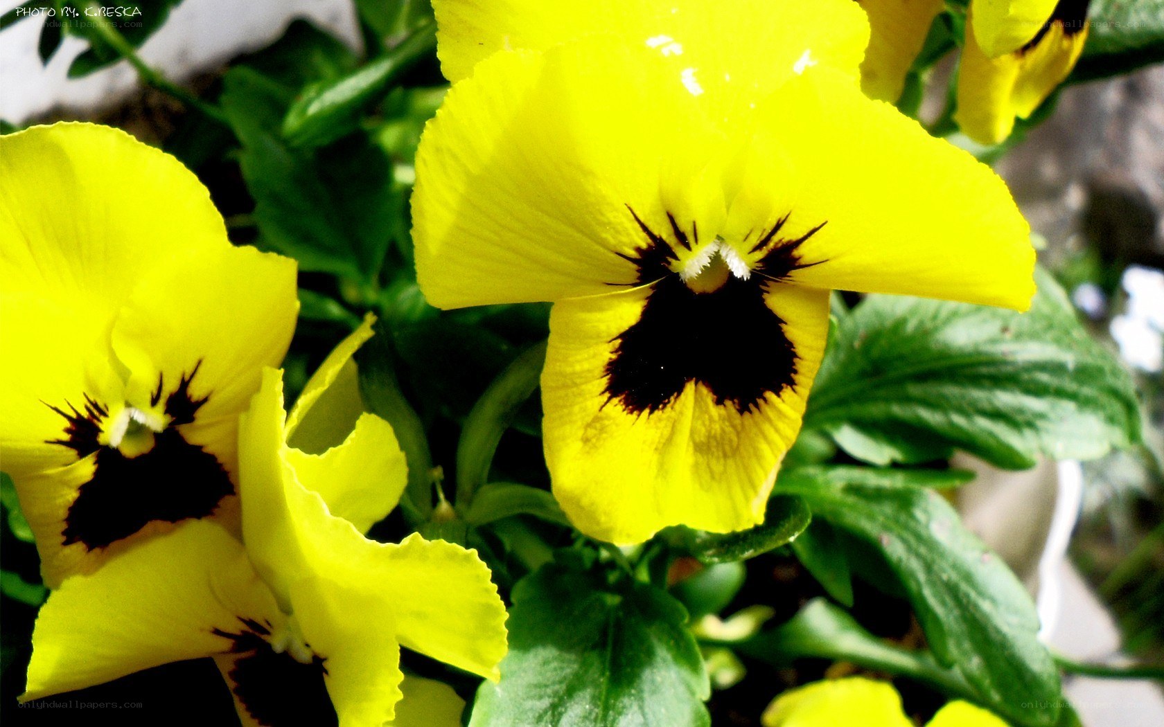 Yellow pansies in bloom