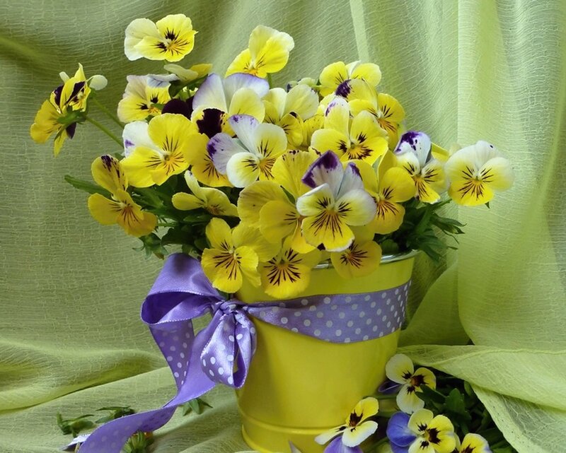 Yellow Pansies in Bucket — Calm