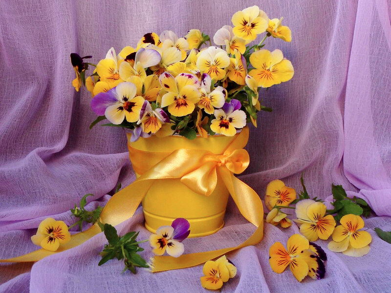 Yellow Pansies in Bucket
