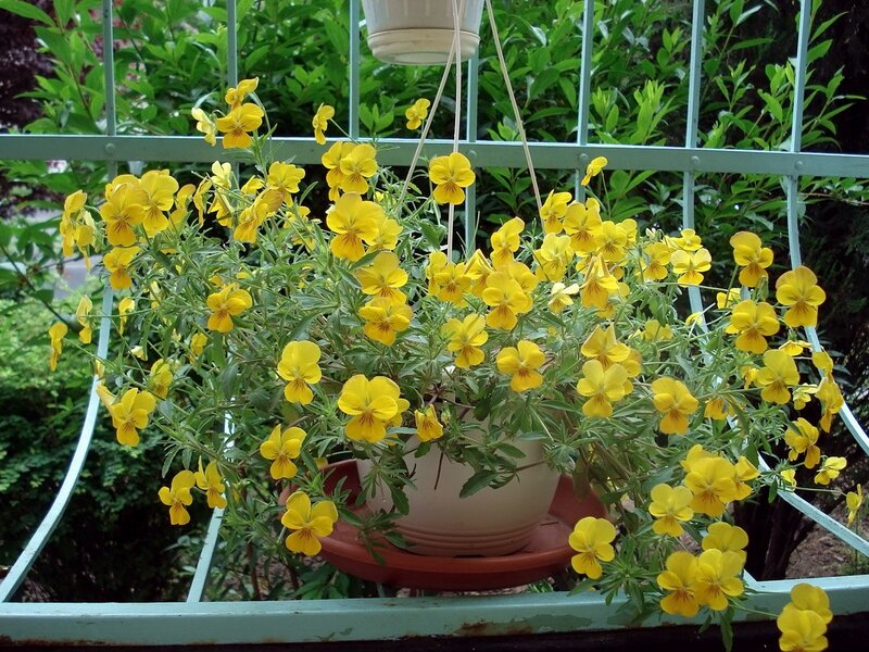 Yellow pansies in hanging basket