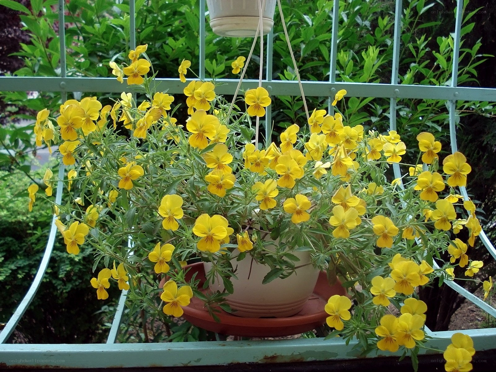 Yellow pansies in hanging basket