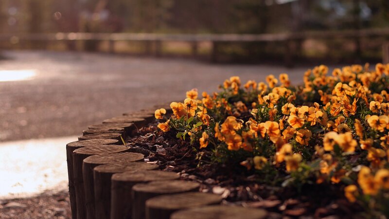 Yellow Pansies in Planter — Serene