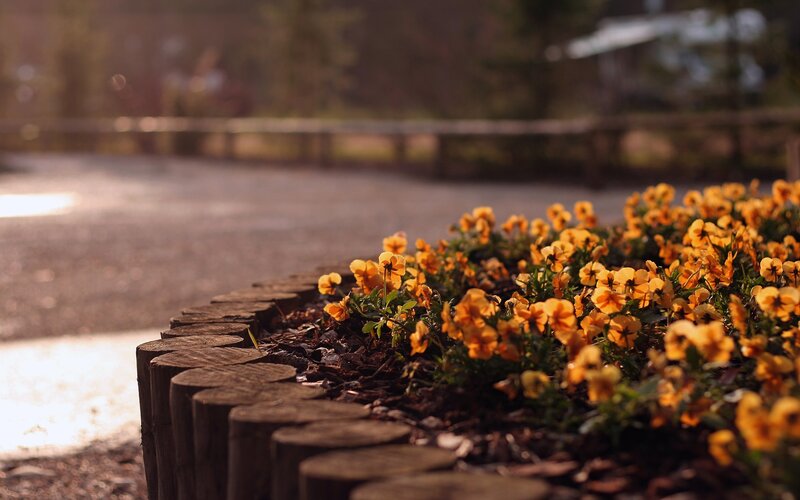Yellow Pansies in Planter