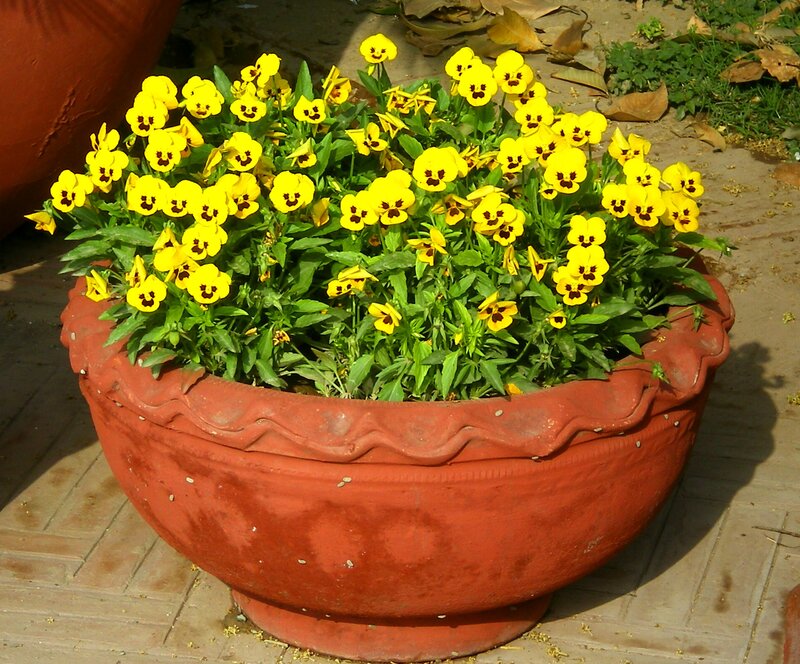Yellow Pansies in Pot