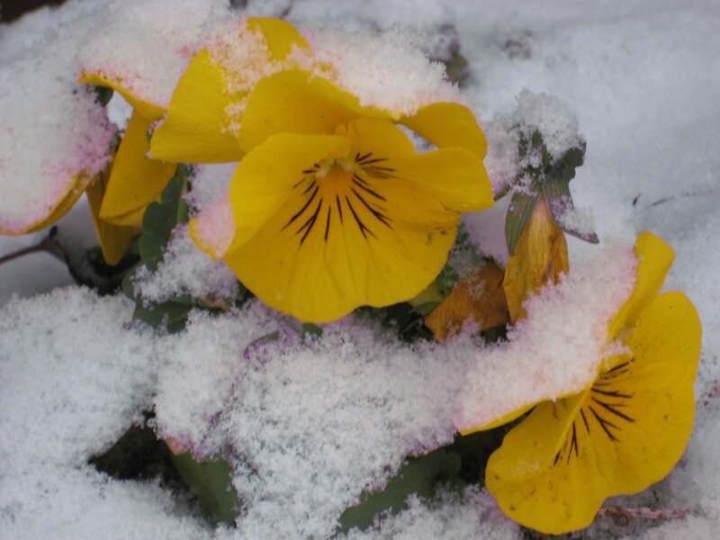 Yellow Pansies in Snow