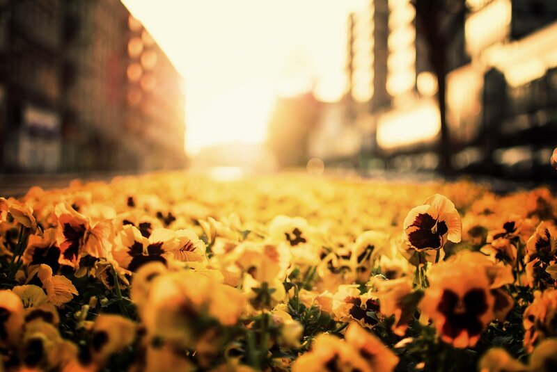 Yellow Pansies in Street