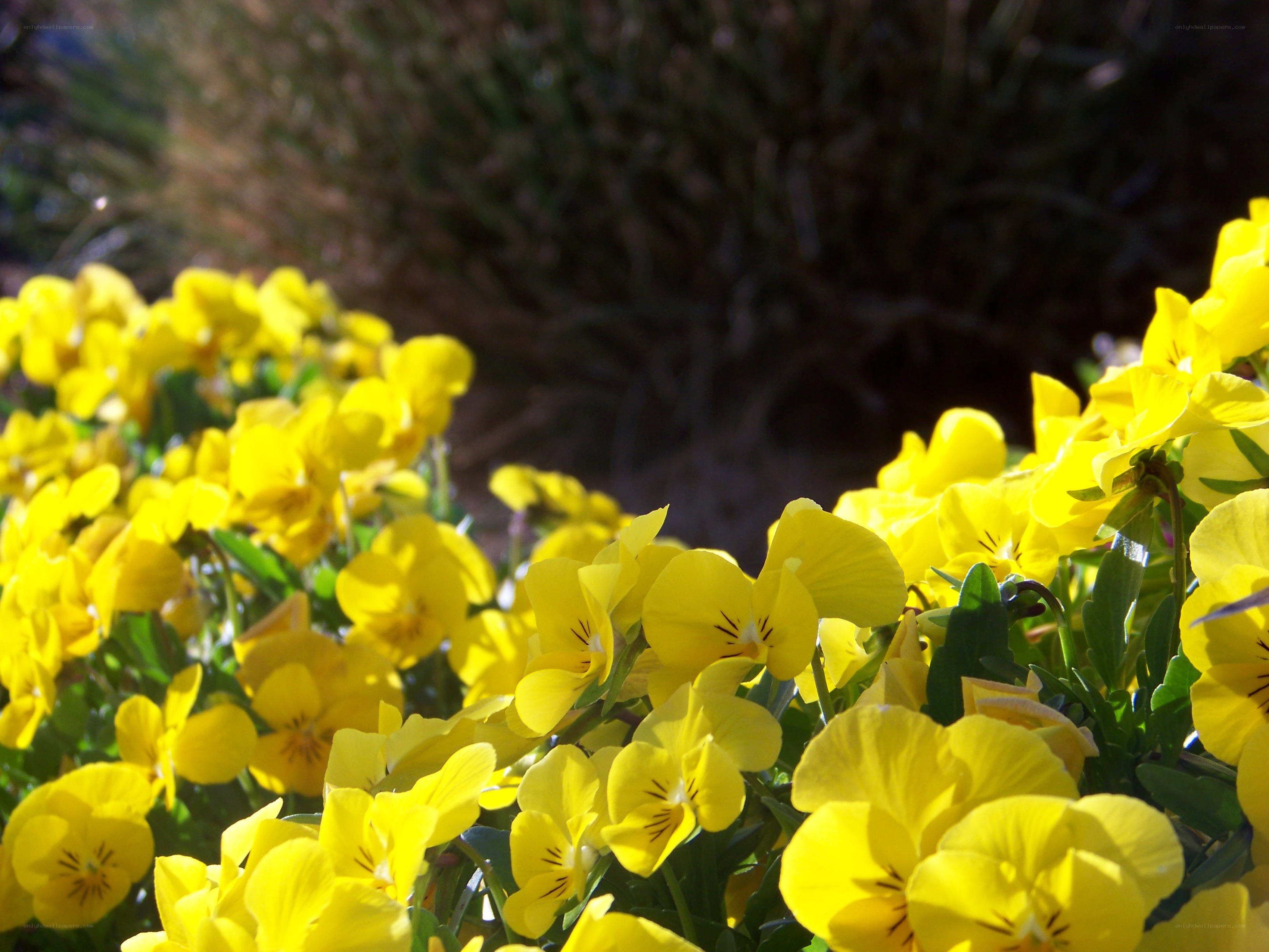 Yellow pansies in sunlight