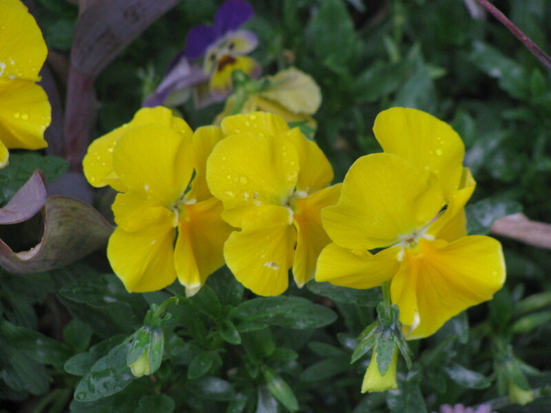 Yellow pansies with dew drops