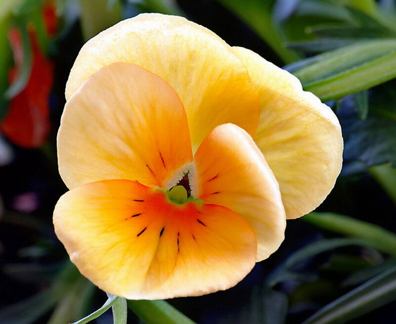 Yellow Pansy Flower — Calm, Afternoon