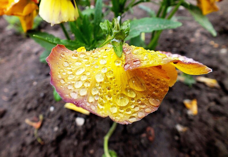 Yellow Pansy Flower — Calm, Morning
