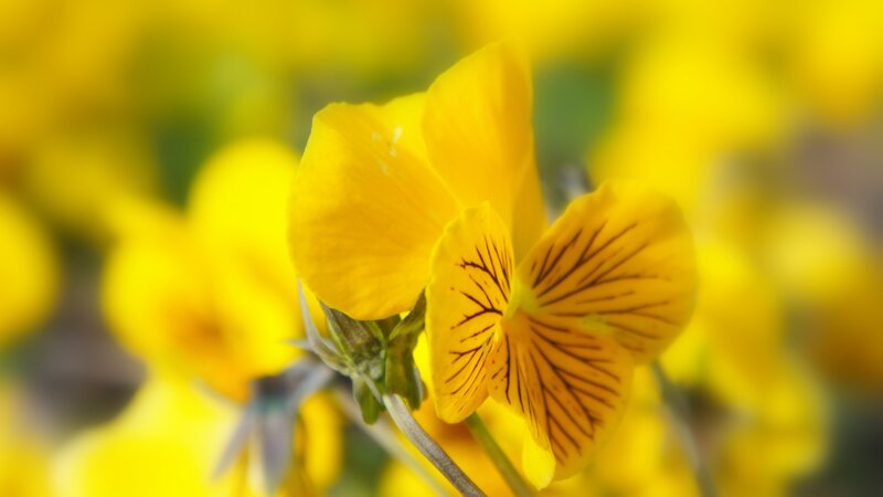 Yellow Pansy Flower — Calm, Photograph, Stem