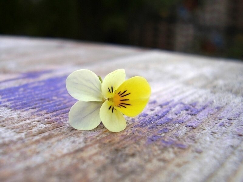 Yellow Pansy Flower — Calm, Photograph