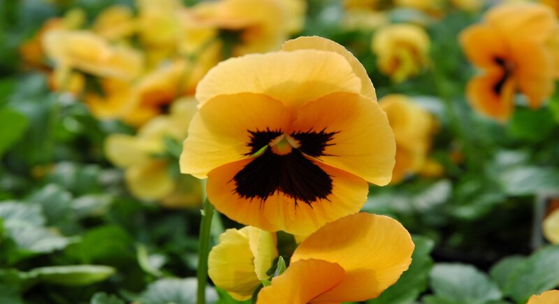 Yellow Pansy Flower — Calm, Spring, Photograph