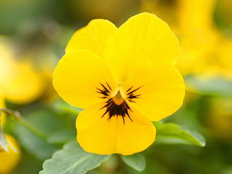 Yellow Pansy Flower — Calm, Spring