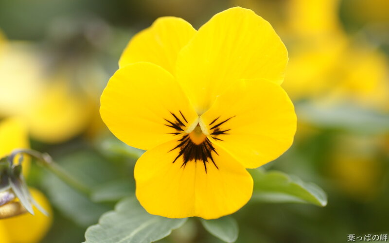 Yellow Pansy Flower — Calm