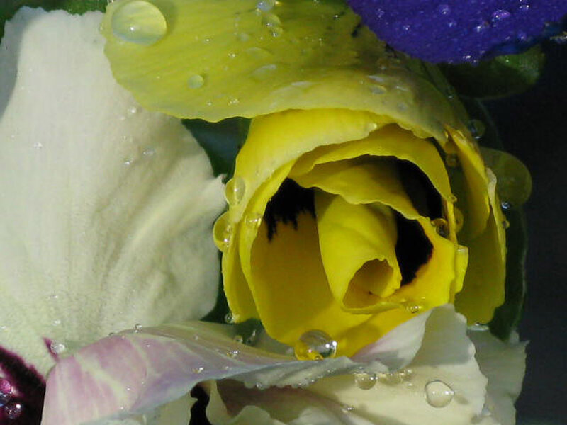 Yellow Pansy Flower — Damp