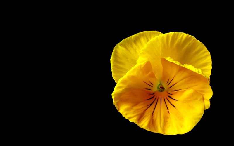 Yellow Pansy Flower — Dramatic