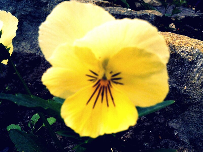 Yellow Pansy Flower — Natural, Photograph