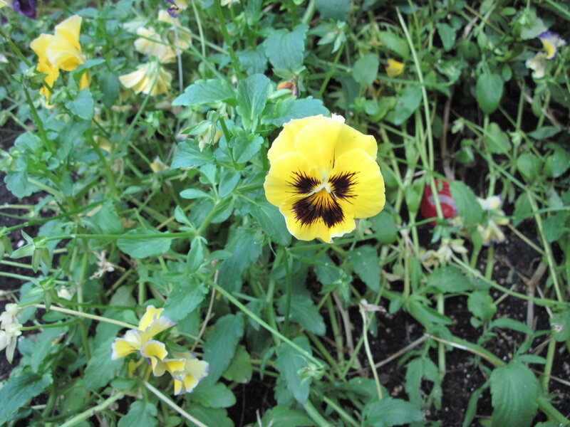 Yellow Pansy Flower — Natural