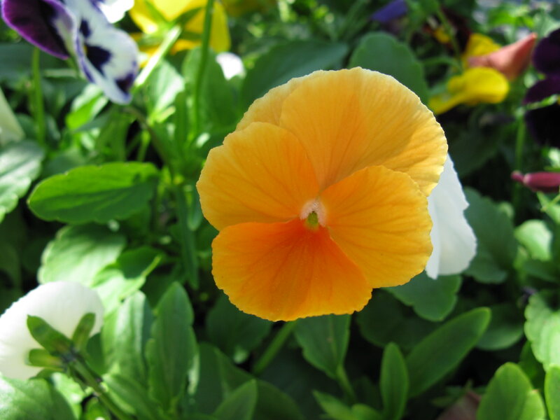 Yellow Pansy Flower — Serene, Afternoon
