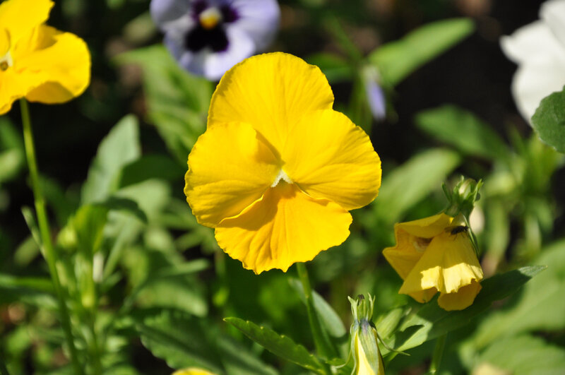 Yellow Pansy Flower — Serene