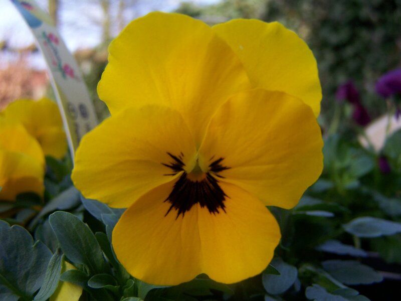 yellow pansy flower