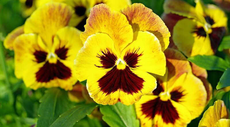 Yellow Pansy Flowers — Bright, Afternoon