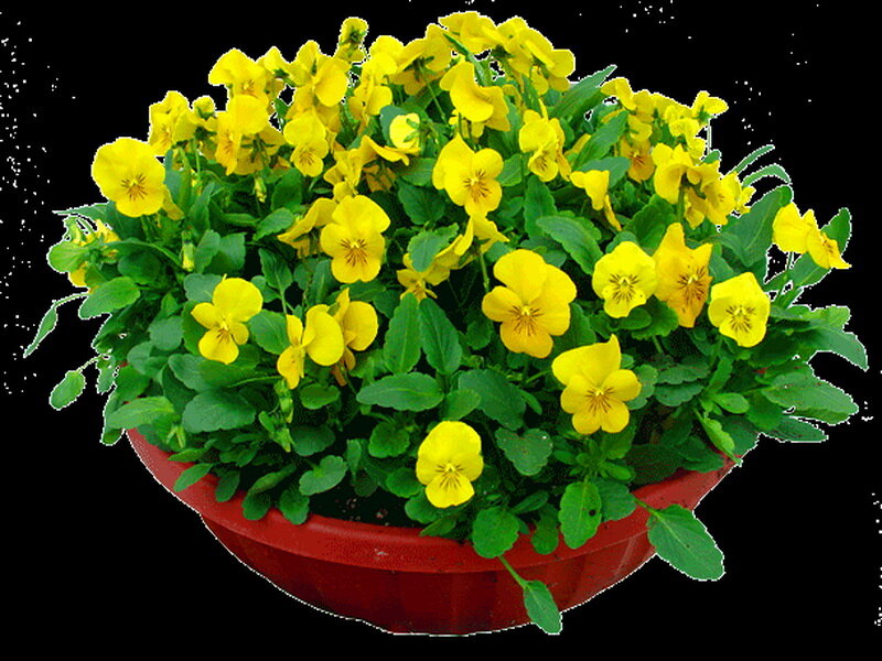 Yellow Pansy Flowers — Bright