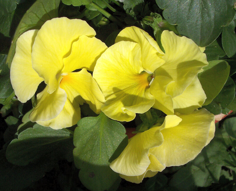 Yellow Pansy Flowers — Calm, Afternoon