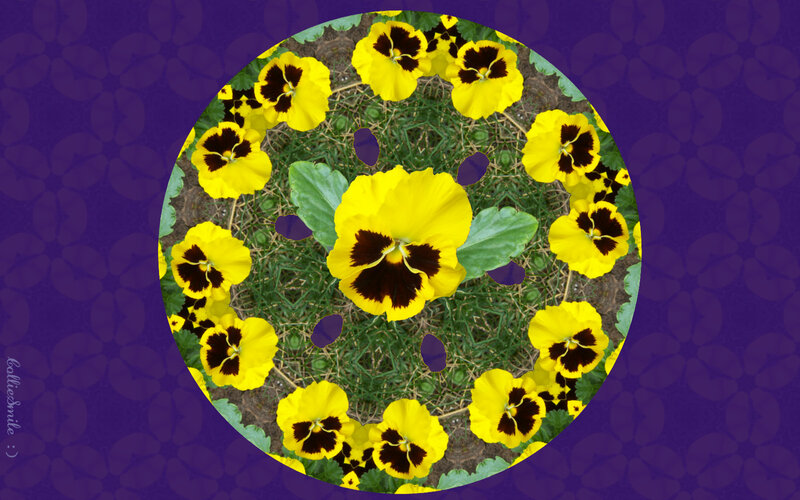 Yellow Pansy Flowers — Calm, Photograph