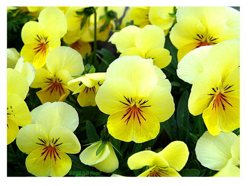 Yellow Pansy Flowers — Calm