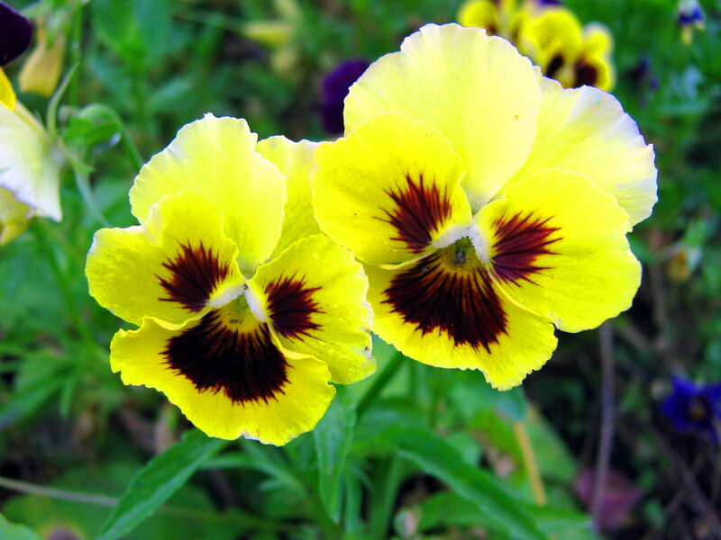 Yellow Pansy Flowers — Natural, Afternoon