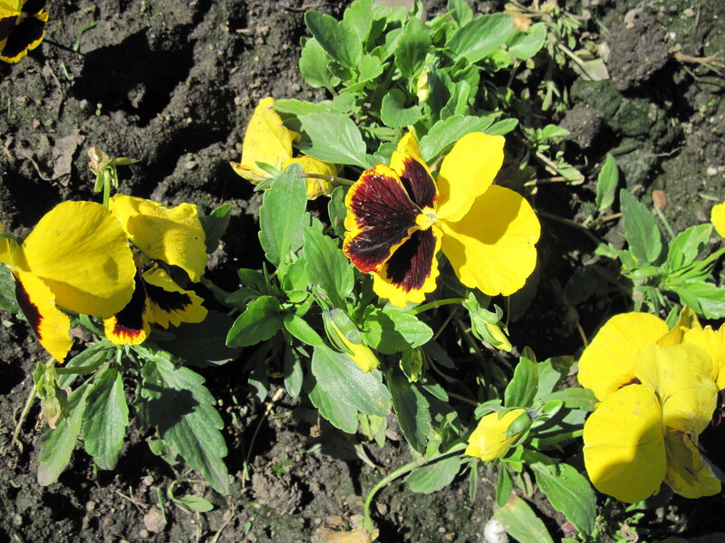 Yellow Pansy Flowers — Natural